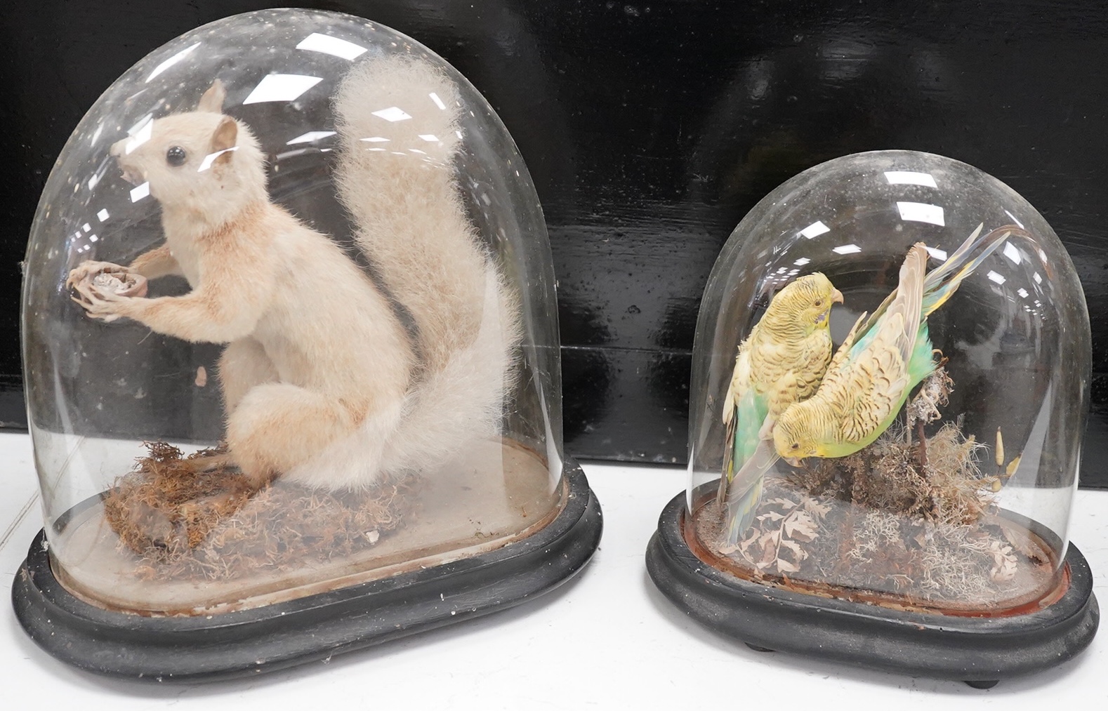 An early 20th century taxidermy pair of budgerigars and a red squirrel both under domes, tallest 27cm